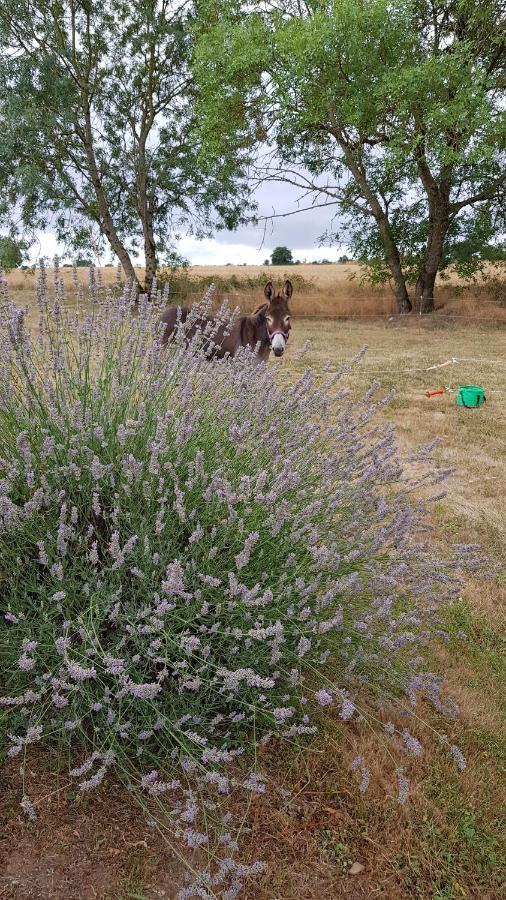 Camping La Petite Houmee Curzay-sur-Vonne Luaran gambar